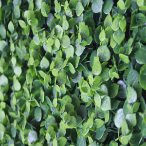 decoracion muro verde cancun