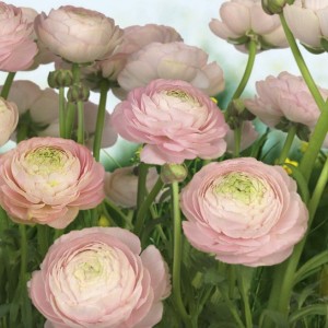 papel tapiz playa cancun